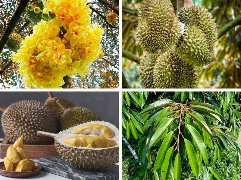 (Tổng hợp) Quy trình trồng và chăm sóc cây sầu riêng cho năng suất cao 5